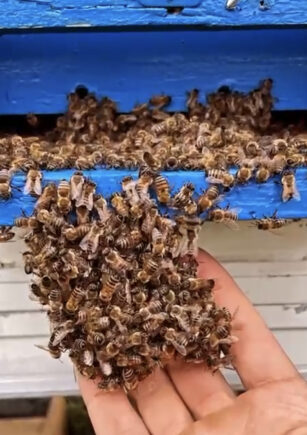 De ce se agata albinele unele de celelalte blog beepry.ro